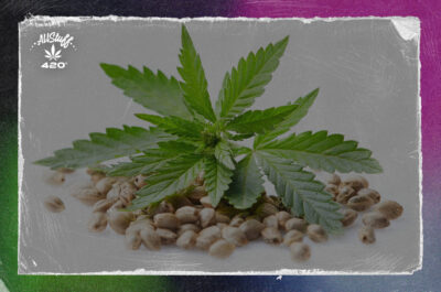 Single cannabis seeds